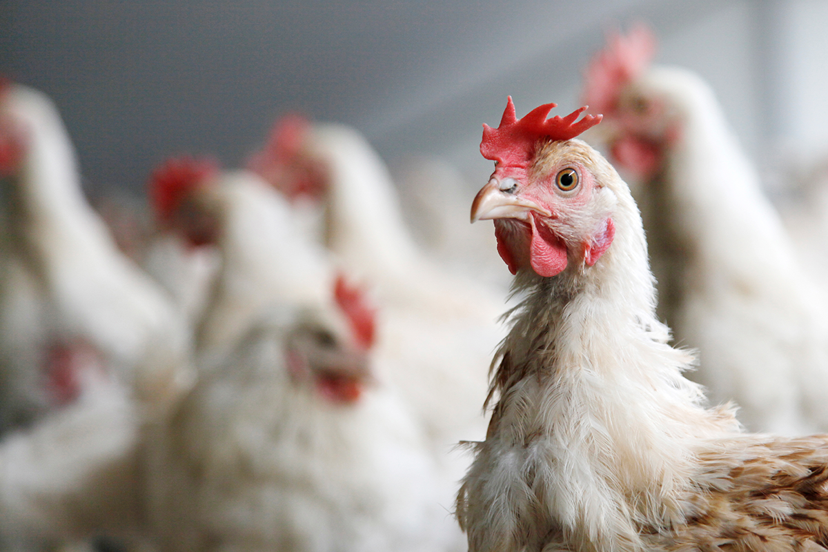 雞隻用藥議題，最常聽到的就是「是不是有打生長激素？不然怎麼長這麼快？」、「是不是有使用抗生素？會不會影響食用者的健康？」等問題。