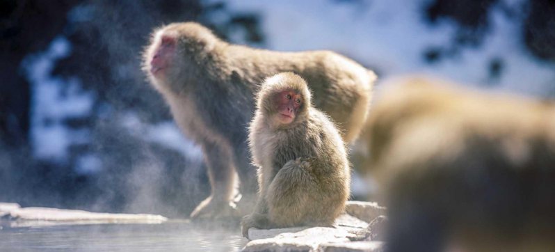 地獄谷野猿公苑：猴子泡溫泉  長野旅遊志賀高原行必訪景點