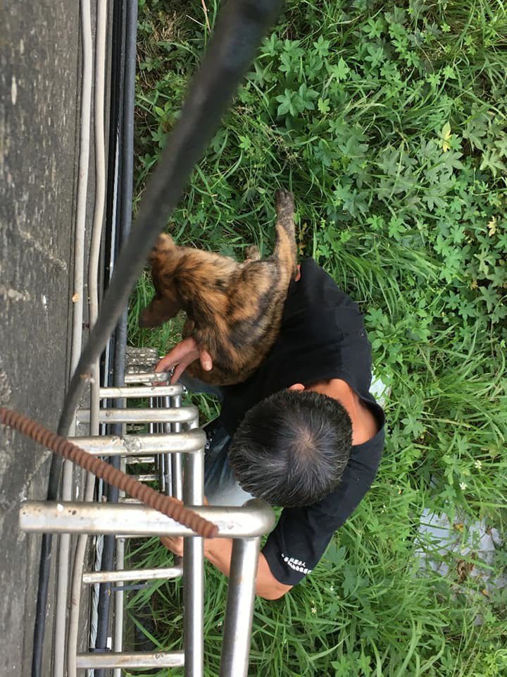 五股垃圾山中的流浪犬疑因整地受到驚嚇，跌入大排水溝內，由保育場人員救起。圖 /擷取自中華親善動物保護協會臉書