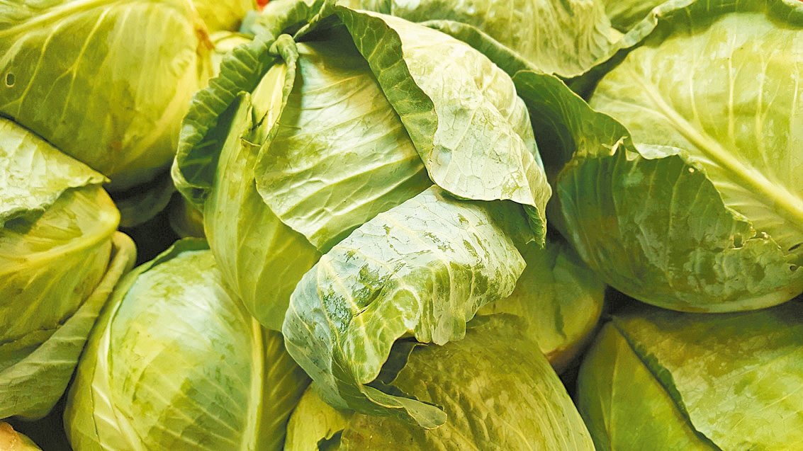 除了具有抗癌效果，高麗菜還有「廚房裡的胃藥」之稱。圖／123RF、pixabay
