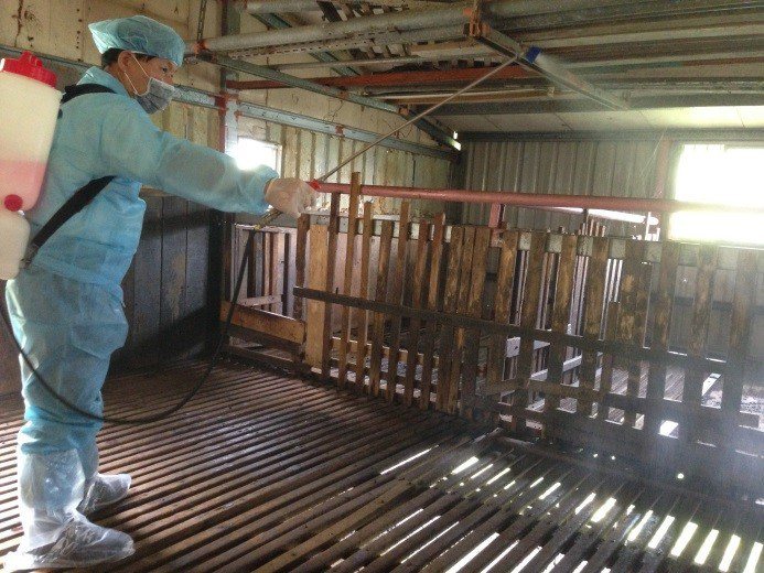 新北市動保處輔導養牛、羊場周邊環境消毒。圖／新北市動保處提供