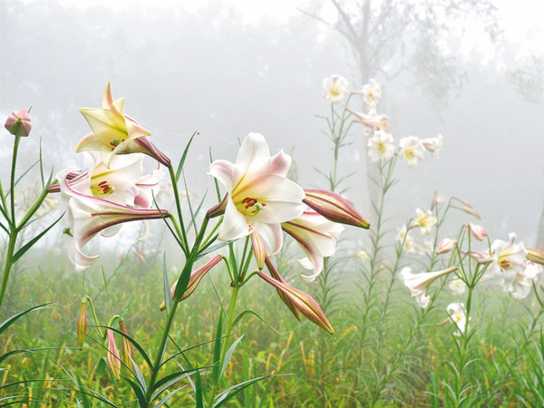 目前正值太麻里金針山野生台灣百合花季。 圖／羅紹平 攝影