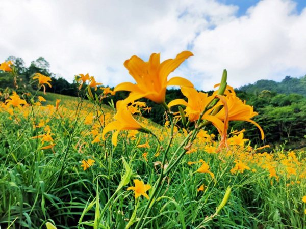 台東知本溫泉區內的天山農場種了3.7公傾金針目前盛開中。 圖／羅紹平 攝影