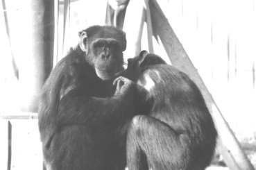 蕭人瑄／會手語的黑猩猩華秀（下）：以牠為鏡，看對動物的情感與責任