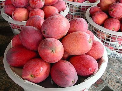芒果富含膳食纖維，營養價值甚高。圖片提供／台灣好食材