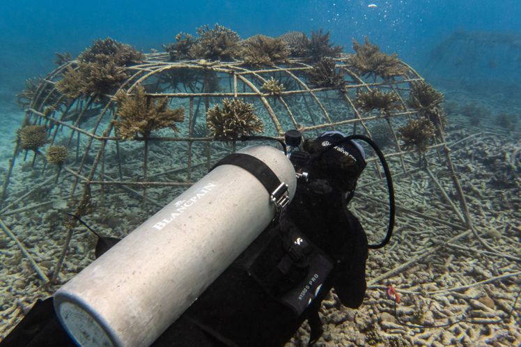 800片斷裂的珊瑚被置放於海中嘗試進行復育，是寶珀心繫海洋（Blancpain Ocean Commitment）系列活動之一。圖 / Blancpain提供。
