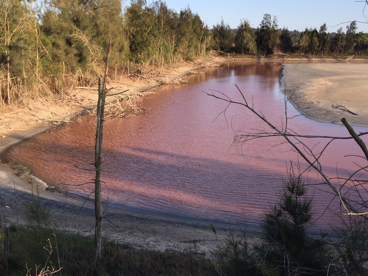 金門網路最近傳出古寧頭的「粉紅池塘」美圖，環保局初步排除是汙染，強調應是「藻華」現象。記者蔡家蓁／攝影