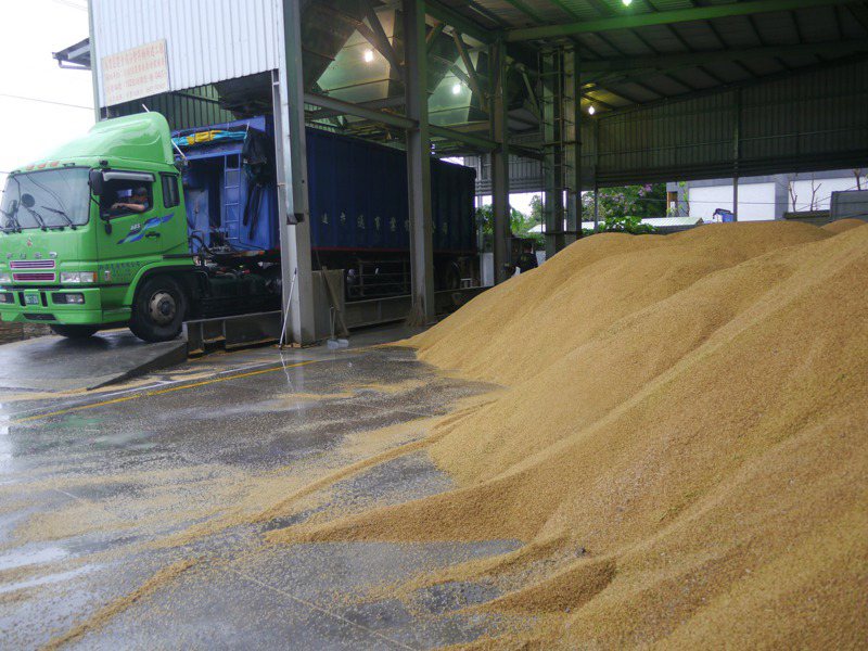 梅雨季報到，美濃農民忙著將稻穀送入穀倉。記者徐白櫻／攝影