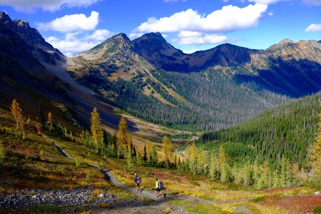喀斯喀特山脈晚秋的金松，走過這段上坡後，不遠處就是美國華盛頓州與加拿大的邊界，也...