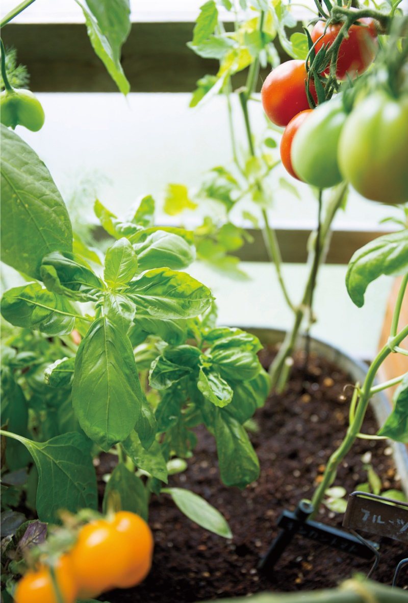 混植的小番茄和羅勒是典型的共榮作物，怎麼種都好吃的組合。