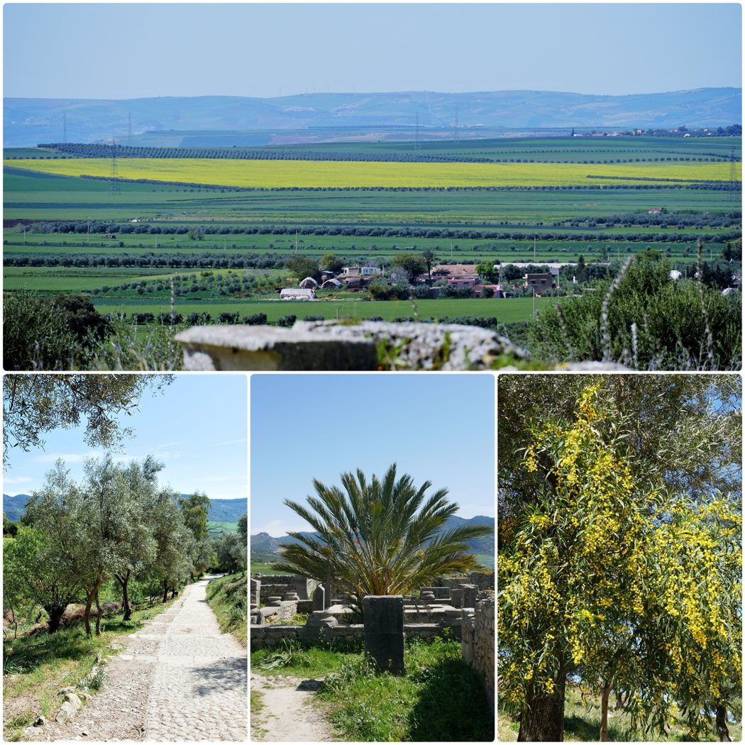 沃呂比利斯土地肥沃，遍地種滿了橄㰖樹、植物和農作物。
