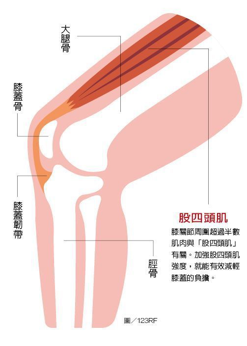 醫師提醒．鍛鍊肌肉與膝蓋關節保養相輔相成，透過運動強化肌肉，尤其是鍛鍊人體最大、最有力的肌肉之一「股四頭肌」，對保護關節最重要。

圖/123RF