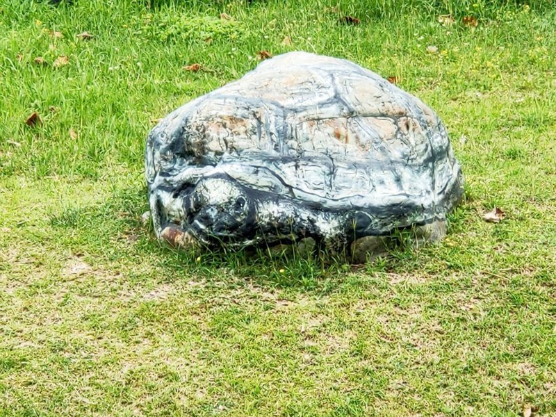 國立台東大學知本校區圖書館前的人工湖畔有顆巨石，外形不僅酷似烏龜，石龜的雙眼還會緊盯著你瞧，彷彿是活生生的龜在看著你。記者羅紹平／攝影