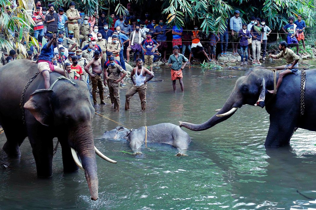 印度一頭懷孕的母象，5月底死於西南部喀拉拉邦一條溪河之中，一屍兩命。自6月3日開...