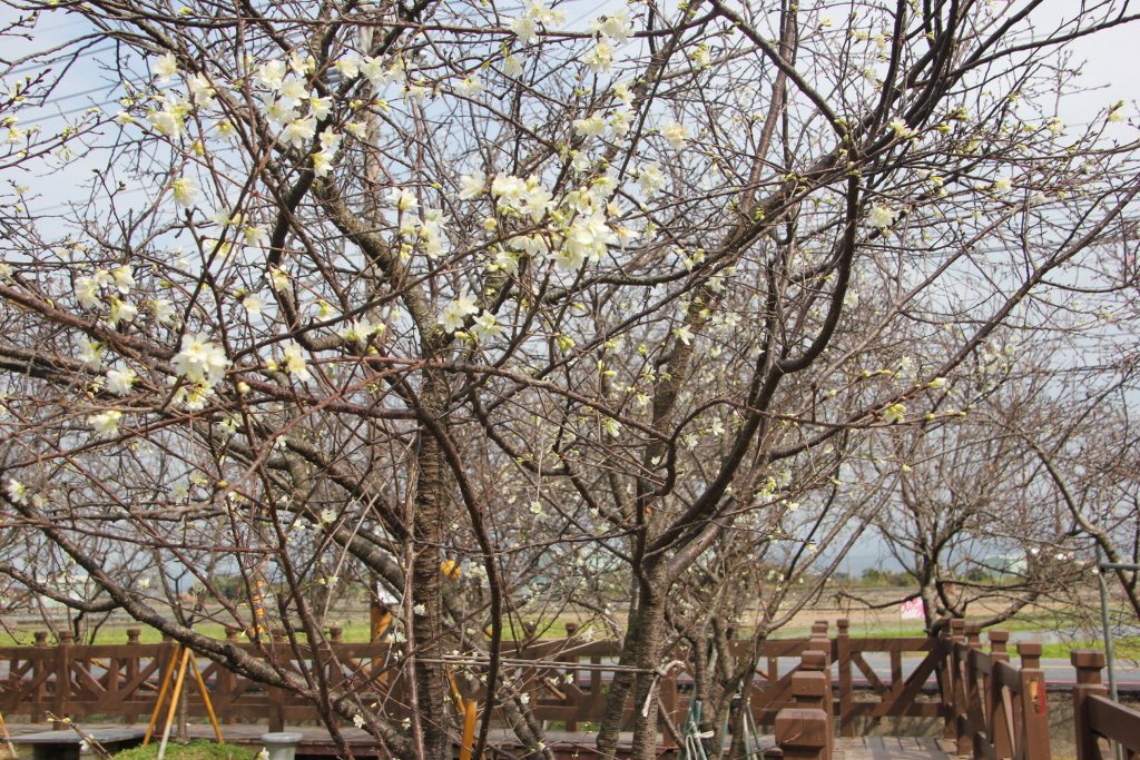 四天過後，土田爺爺離開了，他所愛的櫻花仍然在春天的陽光下綻放。櫻花示意圖，報系資料照，記者林宛諭／攝影。