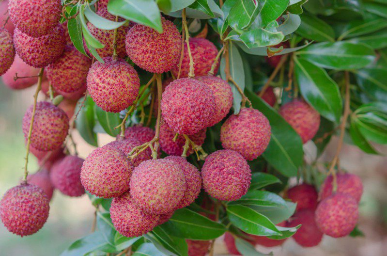 香甜可口的荔枝是不少人必吃的夏季水果。示意圖／ingimage