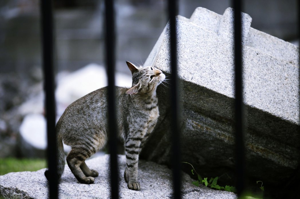 圖為日本廣島的貓。 圖／美聯社