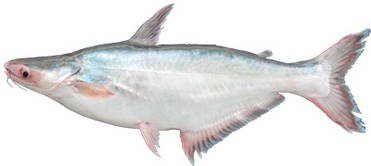 巴沙魚屬於價位較低的鯰魚，外觀像沙魚，魚型呈流線修長，多以養殖的方式大量生產。圖／台北市衛生局提供