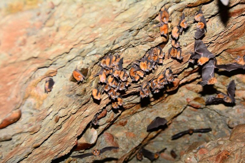 高雄六龜區十八羅漢山自然保護區內，可一窺日治時期興建的古隧道，有蝙蝠、洋燕等生態。