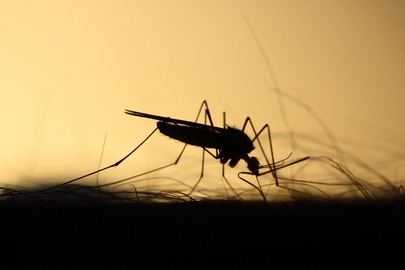 嗡嗡亂飛的蚊子是不少人的「夏日惡夢」。 圖／PIXABAY