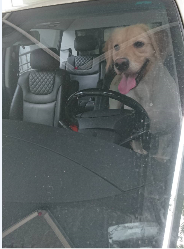 犬隻不得單獨留置於汽車內。圖／台北市動保處提供