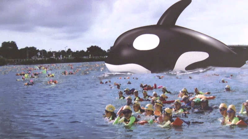 安平虎鯨Orca展演秀將在7月15日開幕，屆時會舉辦千人游泳護送安平虎鯨到安平港的活動。記者鄭維真／翻攝