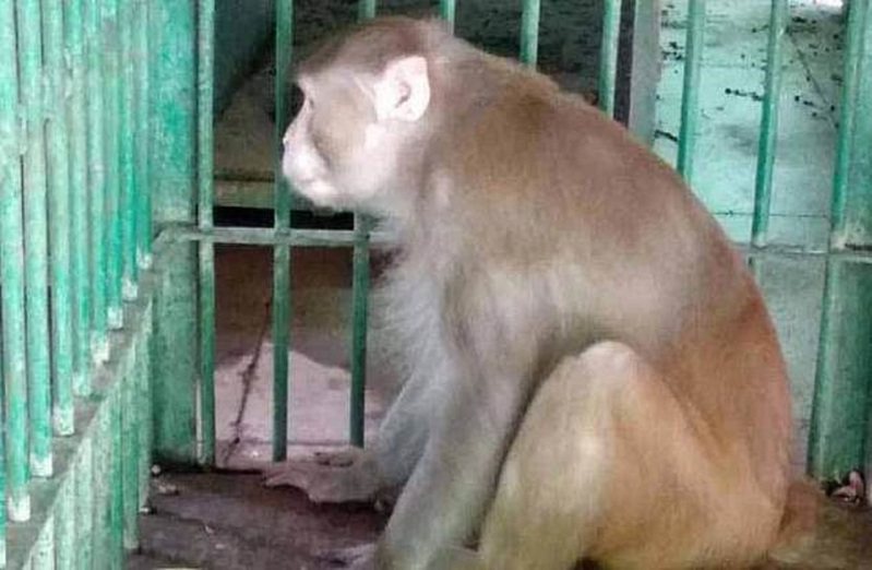 印度曾傳出猴子犯下搶劫、綁架和謀殺，媒體近日再度揭露一樁奇案：一隻酗酒成癮的猴子因為飼主去世、沒有人再餵牠喝烈酒，於是開始抓狂攻擊人類，造成1死249傷。由於牠被捕後始終無法與人及同類好好相處，負責的動物園方近日決定將牠單獨終身監禁。畫面翻攝：MAILONLINE