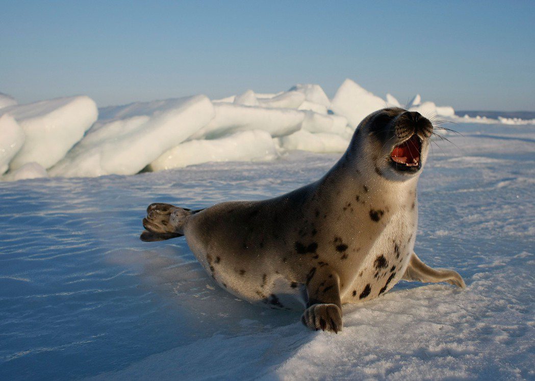 北極圈內，也會出現攝氏38度的高溫？圖為北極圈內的豎琴海豹。 圖／法新社