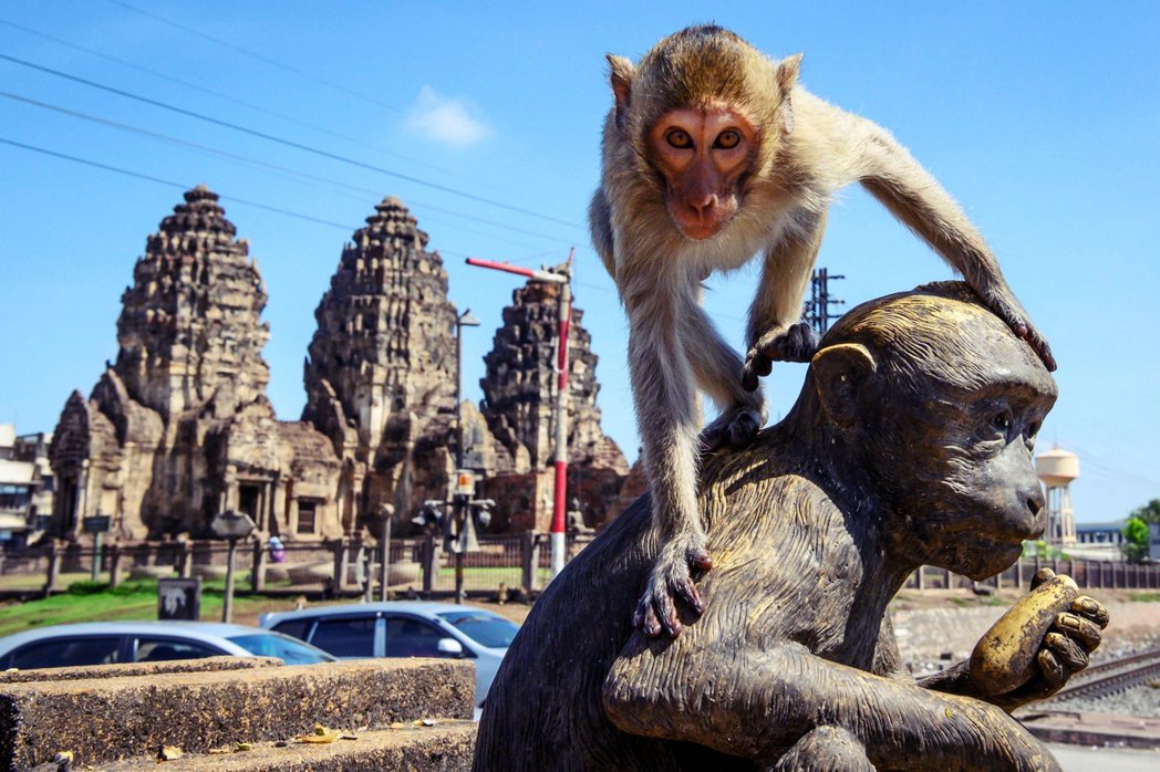泰國華府里（Lopburi）被稱為「猴城」。 圖／法新社