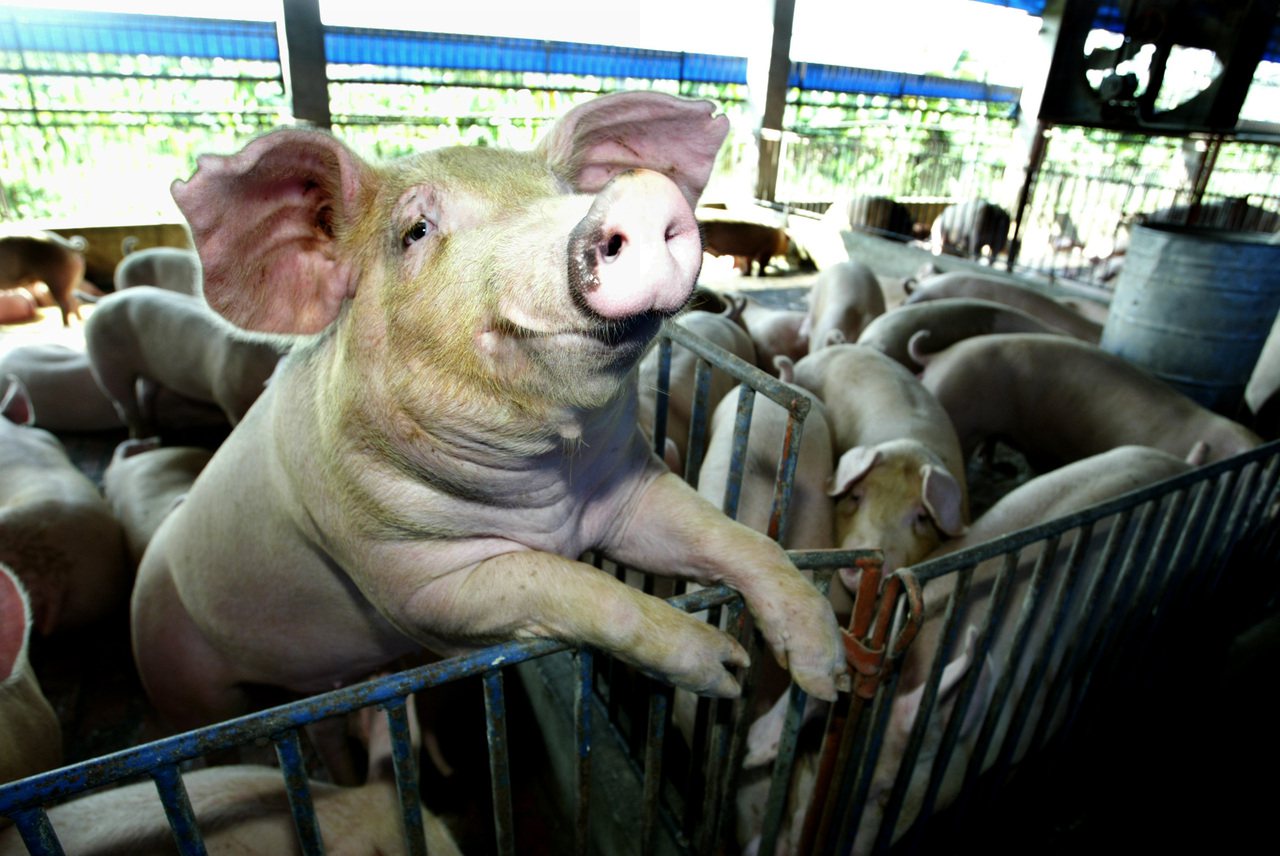 農委會表示，已建置豬肉生產的冷鏈物流體系。食藥署強調，將配合農委會，修訂食品良好衛生規範準則（ＧＨＰ）強制規範。本報資料照片