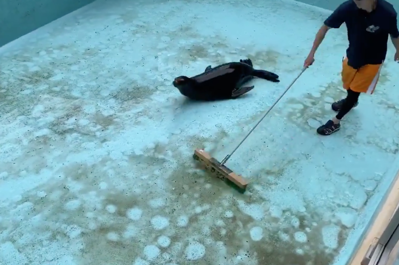 海獅在水池滑行，導致飼育員無法順利清掃水池。圖／取自推特