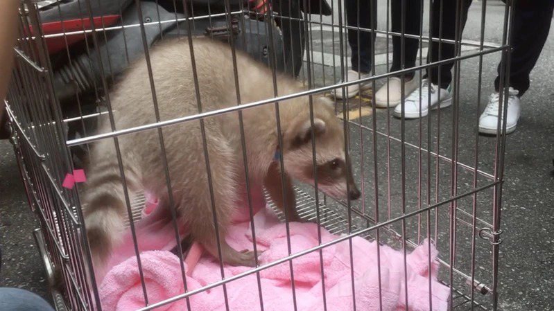 台北市知名浣熊咖啡店被指控凌虐浣熊，台北市府今天根據「動保法」扣押浣熊。記者張世杰／攝影