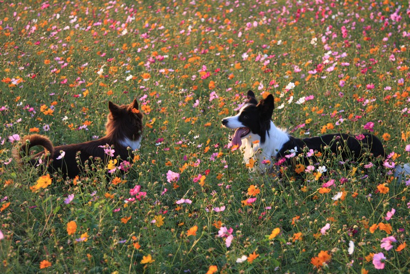 Me棗自然農園主人陳淑慧最高紀錄曾一次養了五隻狗，圖為Mia（右）和May（左）在苗栗公館鄉石墻村的鄰田花海裡。 圖／陳淑慧提供