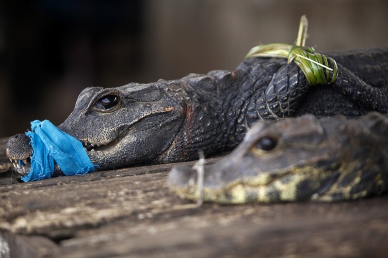 奈及利亞拉哥斯（Lagos, Nigeria）一處傳統市場正在展示活鱷魚。聯合國專家警告，如果持續消費野生動物，摧毀我們的生態系統，未來將持續發生傳染病從動物跳傳到人類。歐新社