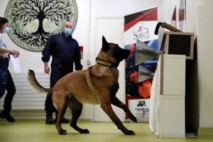 法國專家正在訓練狗狗擔任新冠肺炎偵測犬。 路透