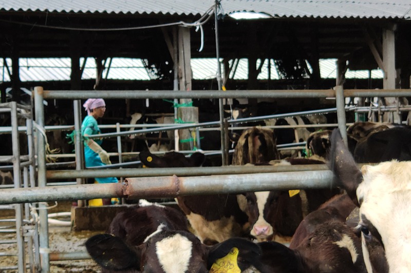 台南柳營八翁酪農區飼養乳牛著稱，這有農戶申請外展移工，希望解決缺工問題。 圖／聯合報系資料照片