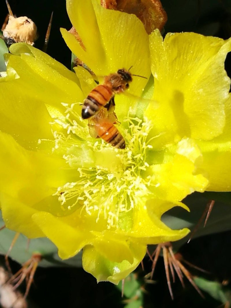 柴山阿朗壹沿線有許多仙人掌，仙人掌開出鮮豔花朵，吸引蜜蜂流連忘返。 圖／讀者提供
