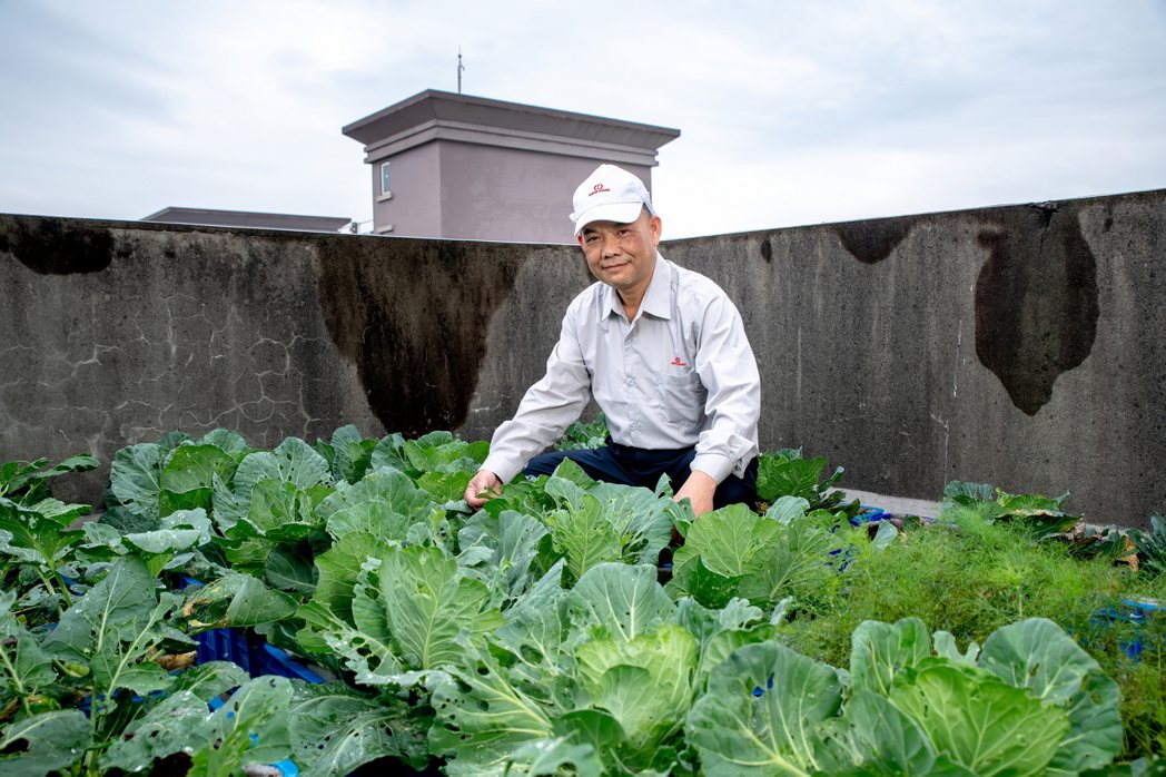 賴國書在宏亞工廠頂樓的小菜園，目前以不同的蔬菜測試有機肥的營養成分。 圖／吳欣穎...
