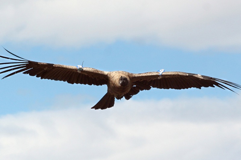 世界上最大飛禽安地斯神鷹能飛5個多小時，逾160公里，中間都不必揮動翅膀。法新社