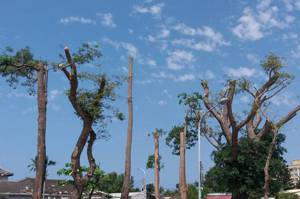台灣樹保觀念不足，地方政府常以防颱為由，過度修剪路樹，樹木因此遭斷頭式修剪，嚴重影響樹木生長和都市綠化效果。圖／聯合報系資料照片
