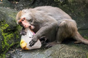 台灣獼猴吃水果冰。 圖／台北市立動物園提供