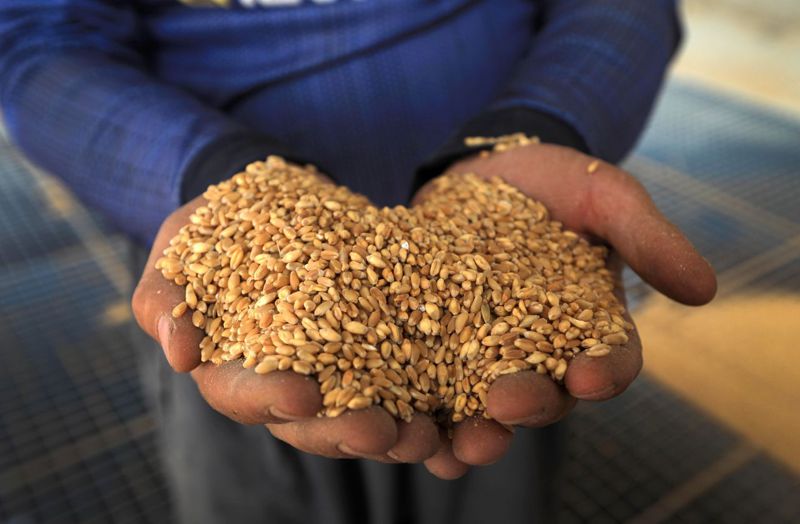 伊拉克政府會以高於市價的價格向農民購買農產品，尤其是小麥、大麥和小扁豆。法新社