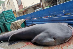 巨口鯊IUCN紅皮書評估「無危」，台灣卻搶著禁捕，兩派人吵翻了。圖／漁業署提供
