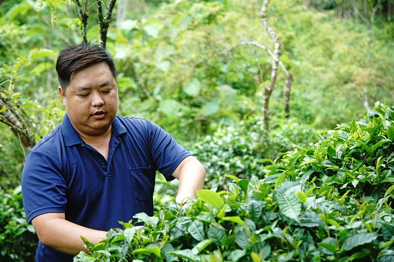 詹帛勳出身茶農世家，美濃龍肚已有六代人製茶。（攝影/曾信耀）