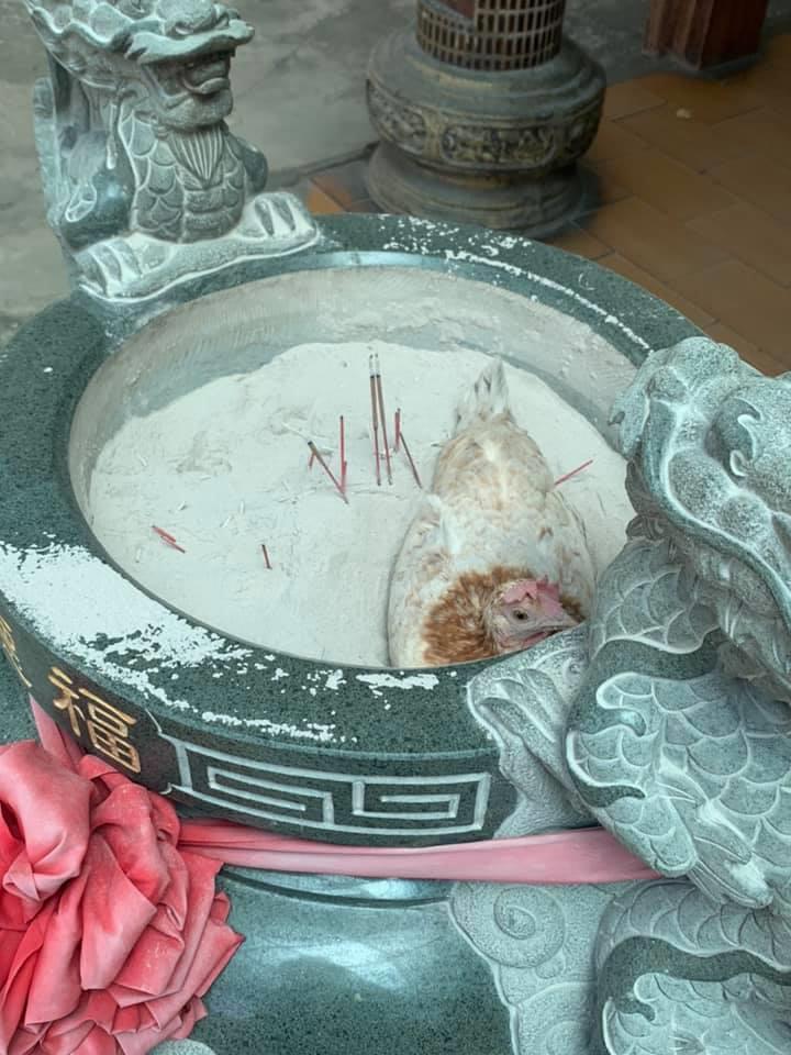 網友到土地公廟拜拜，驚見一隻流浪母雞窩在香爐裡。圖擷自爆料公社