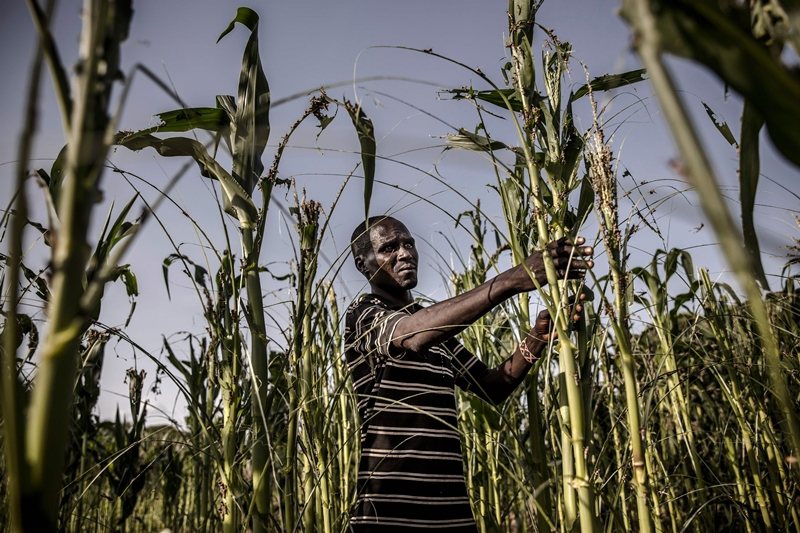 疫情之外，蝗災旱災使農作物減產，糧食安全成新一波危機。圖攝於6月2日，肯亞。 圖／法新社