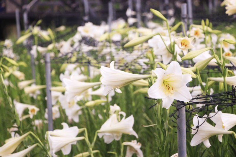 白石湖的同心池畔，盛開的百合花，像是一群小喇叭手。 圖／台北市大地處提供