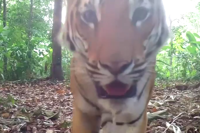 野生動物保育專家發布罕見的雄性「印度支那虎」在泰國西部森林地區出沒，其中一頭年輕老虎發現攝影機，好奇地走近嗅聞。路透／DNP-Panthera-ZSL-USFWS-AsECF-RCU