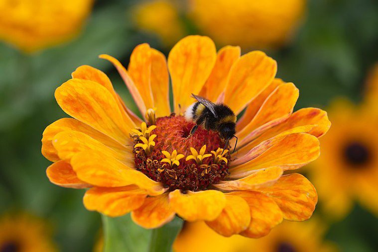 熊蜂屬於蜜蜂科的其中一類，但與一般蜜蜂（Honey bee）有很多不同，例如後腳...