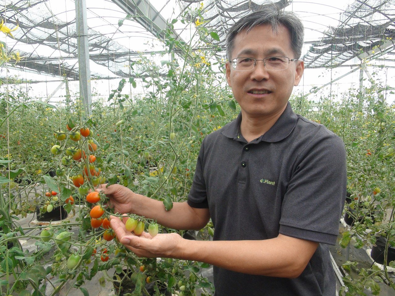 擔任藥師的55歲黃明發，因許多腎臟病患者無法食用高鉀食物，在台中市新社區研發栽種低鉀蔬菜與小番茄。記者余采瀅／攝影